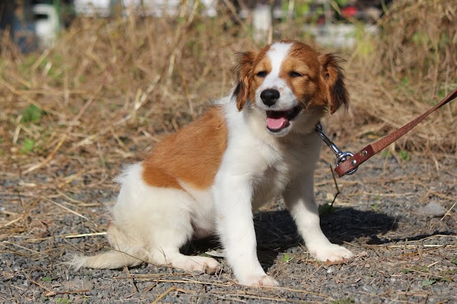 犬の子犬がリードにつながれ、自然の中でくつろいでいる様子.