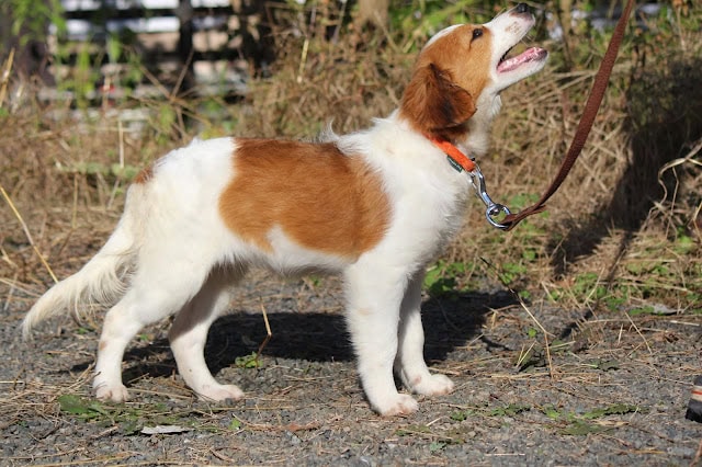 犬の子犬が外でリードに繋がれている写真.