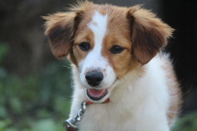 愛らしい子犬の顔、自然背景とともに写っています.