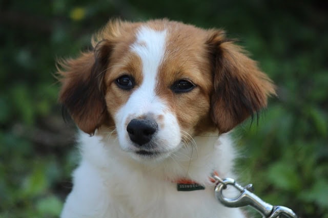 緑の背景の中で見つめる小さな犬の写真.