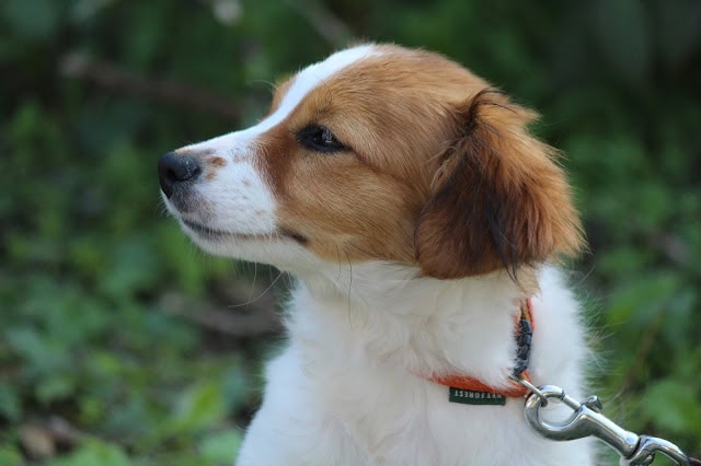 犬の横顔と自然背景.