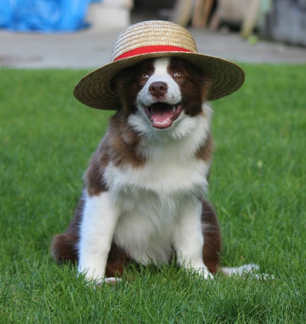 ALTタグ：麦わら帽子をかぶった子犬のかわいい写真.