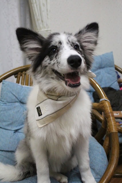 犬のアップ写真、笑顔で座っている姿.