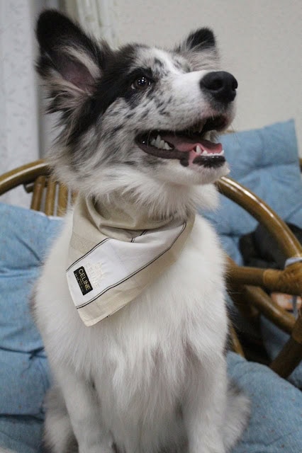 犬の顔アップ、笑顔で座るペットの写真.