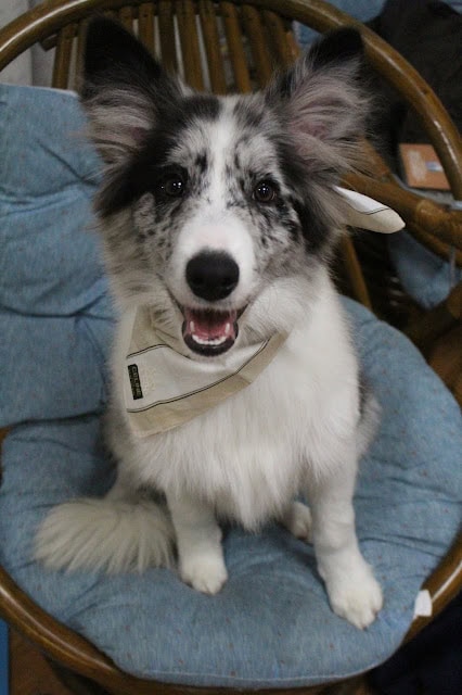 犬のアップ写真、幸せそうな表情を見せる子犬.