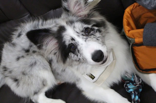 子犬の白と黒の模様と青い目が魅力的な画像.