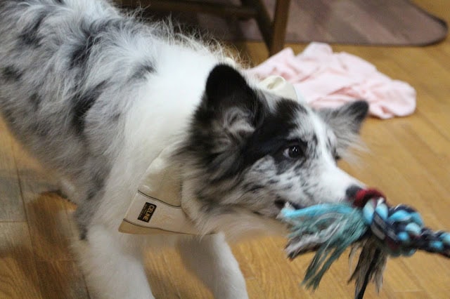 犬がおもちゃのロープを咥えて引っ張り合いをしている写真.