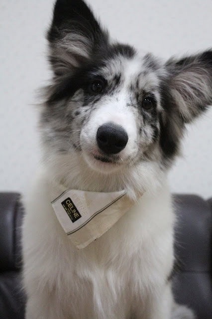 犬のアップ写真、耳が大きくて表情が愛らしい.