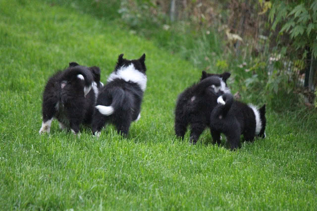 子犬たちが芝生の上で遊んでいます。.