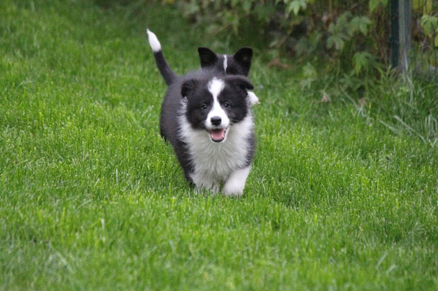 芝生の上を走る黒白の子犬の写真.