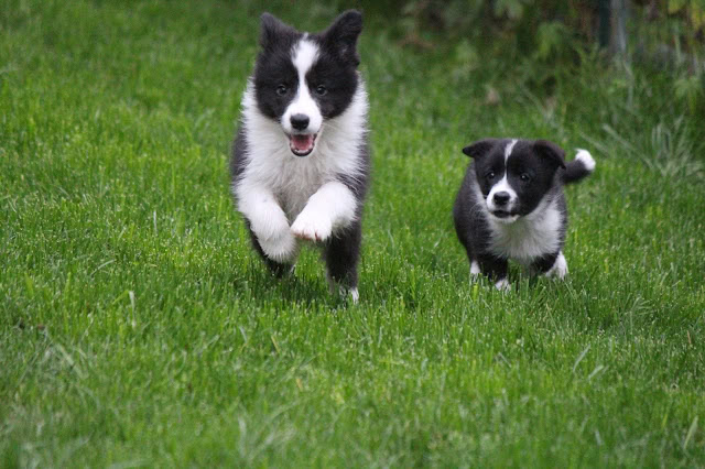 子犬が緑の芝生の上を楽しそうに走っています。.
