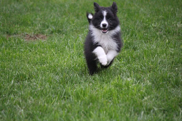芝生の広場で楽しそうに走る黒白の子犬.