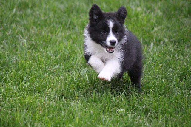 芝生の上を走るかわいい子犬の写真.