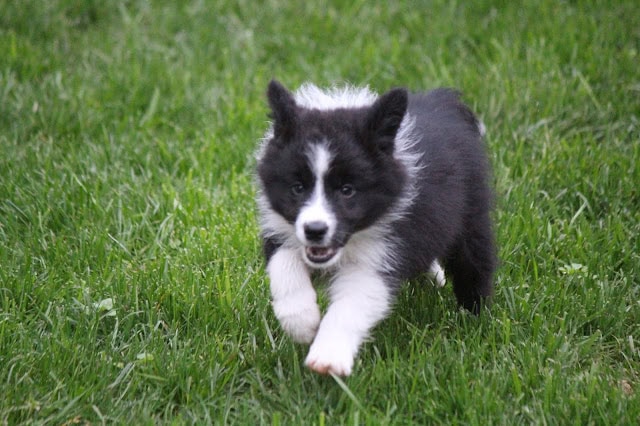 子犬が緑の芝生の上を走っています。.