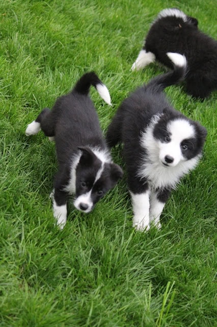 子犬たちが芝生の上で遊んでいます。.