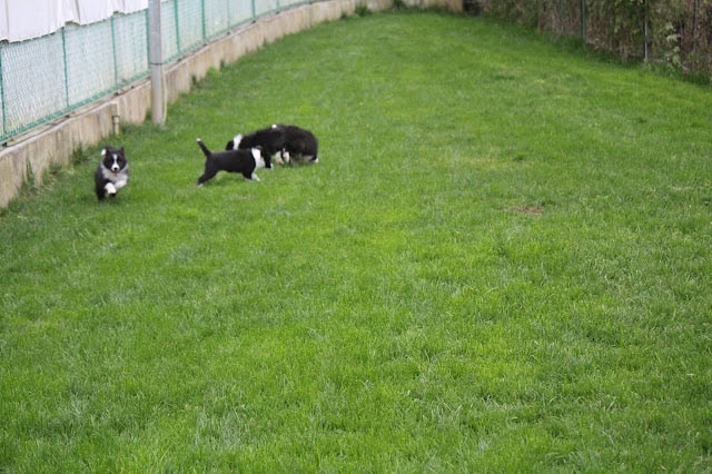 芝生の広場で遊ぶ子犬たちの写真です。.