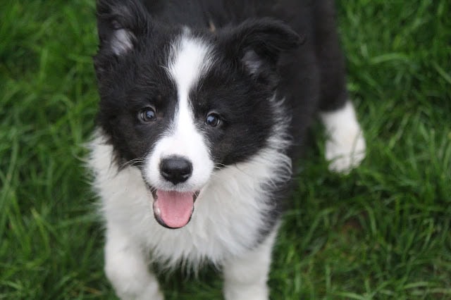 芝生の上で遊ぶ黒白の子犬の写真.
