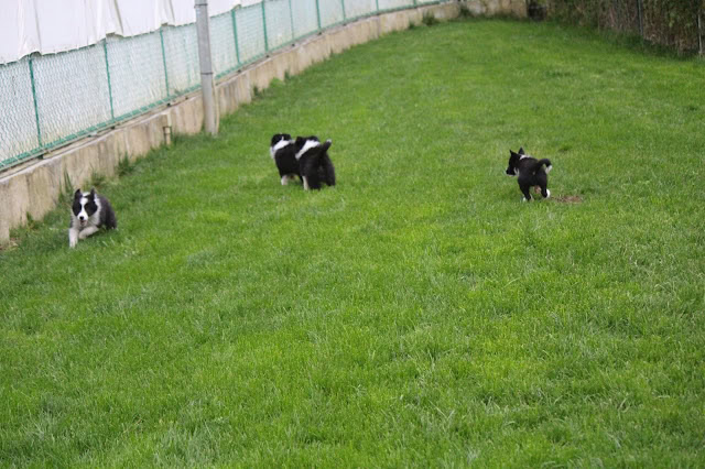 子犬たちが広い芝生の庭で遊んでいます。.