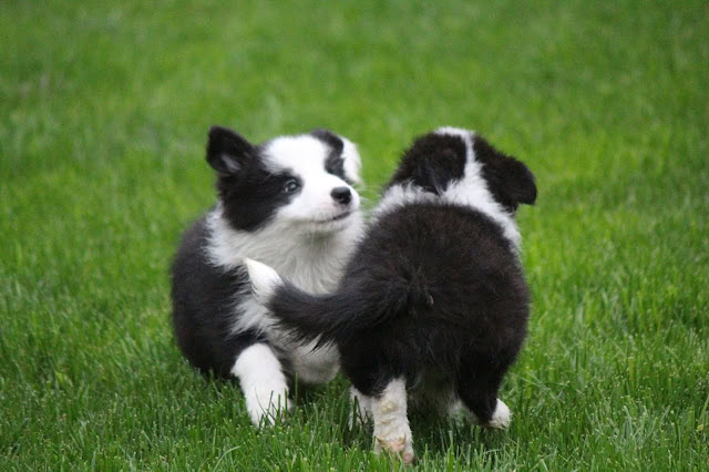 子犬が芝生の上で遊んでいる様子.