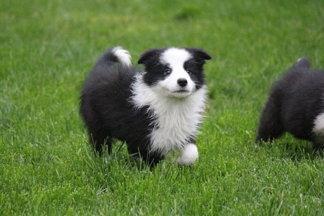 子犬が緑の芝生の上を走っています。.