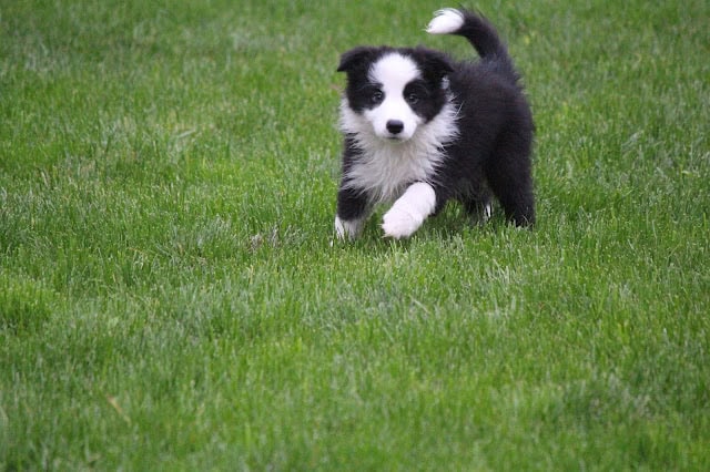 芝生の上を走るかわいい子犬の写真.
