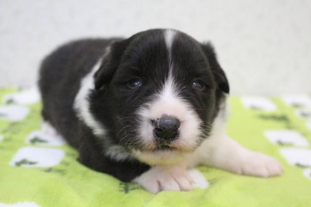 生後3週間の黒白の子犬のかわいい写真.