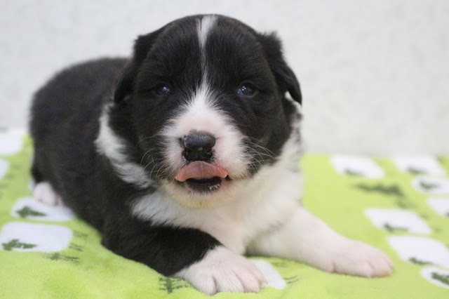 子犬のアップ写真、黒と白の毛並みと愛らしい表情.