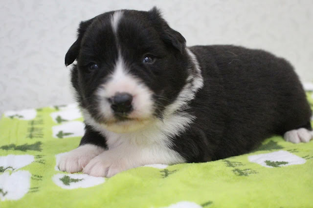 子犬のかわいい黒白の子犬のアップ写真.