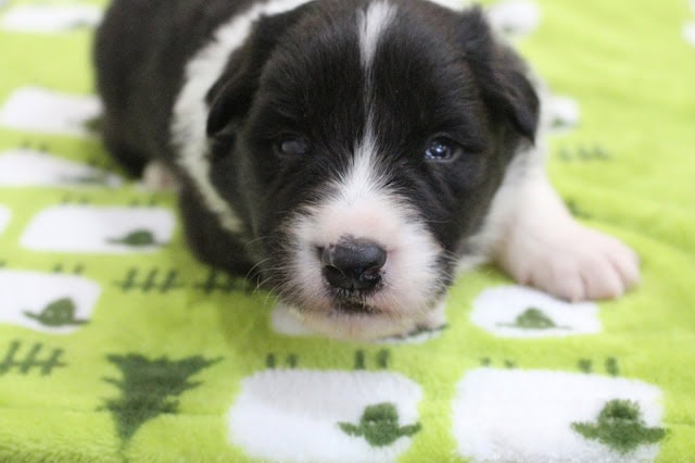 子犬のアップ写真、黒白の毛色と青い目が魅力的です.