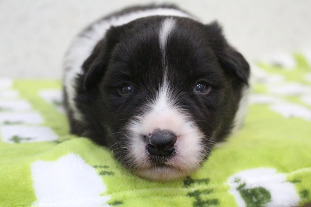 子犬の黒白模様と眠そうな目がかわいい.