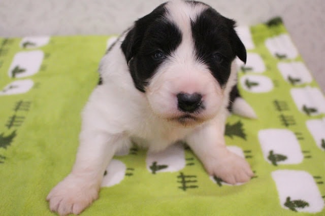 子犬のかわいい黒白の子犬のアップ写真.