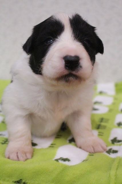 子犬のアップ写真、黒と白の毛色が特徴的です.