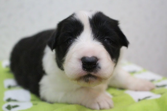 子犬のアップ写真、黒と白の毛色が特徴的です.