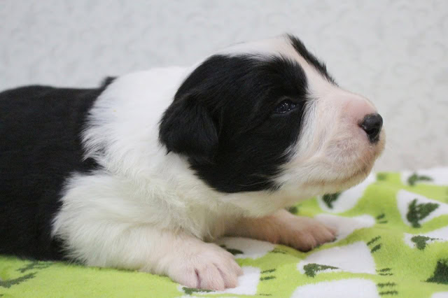 子犬の横顔とふわふわの毛並み.