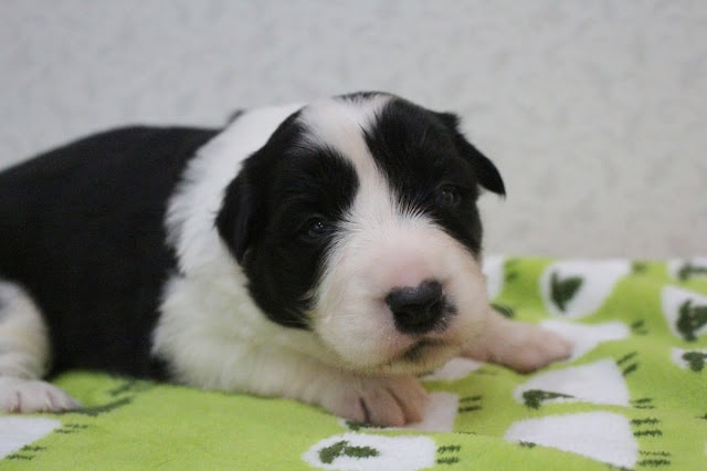 子犬のアップ写真、黒と白の毛色と眠そうな表情が特徴です。.