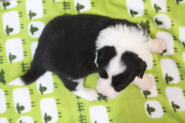 子犬の黒白の毛色と小さな体が映える写真.