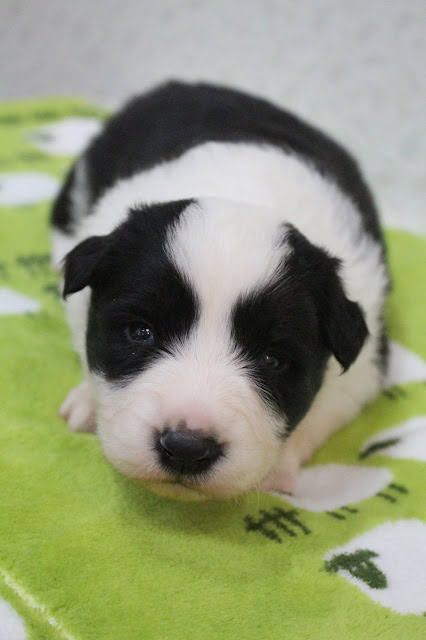 子犬のかわいい顔と黒白の模様が特徴的です.