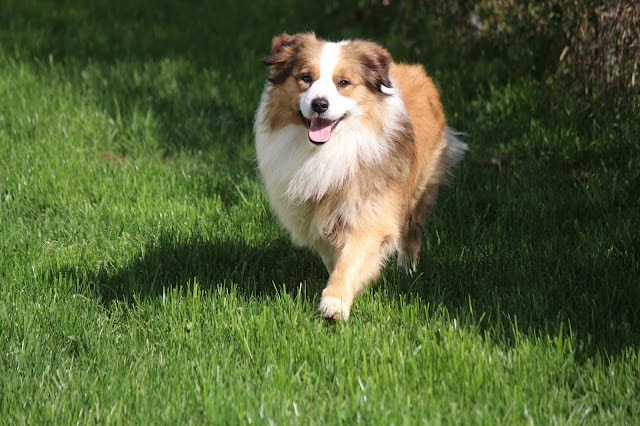 犬が緑の芝生の上を走っています.
