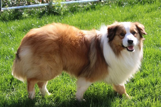 屋外の緑の芝生の上に立つ可愛いコーギー犬。.