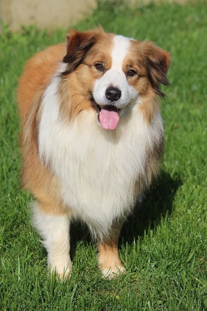 屋外の緑の芝生の上に立つかわいい犬.