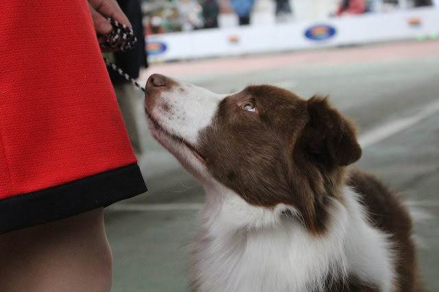 子犬が飼い主の足元に寄り添い、見つめている様子.