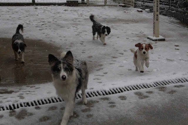 雪の中を走る子犬たちの様子を捉えた写真です。.