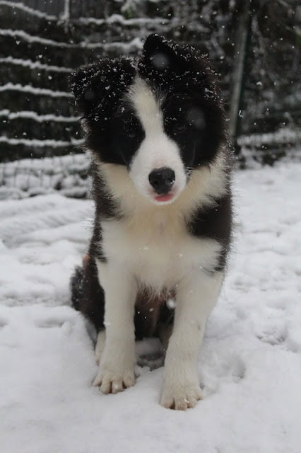 雪の中で遊ぶ黒白の子犬のアップ写真.