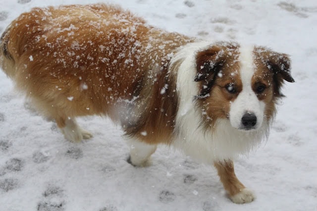 雪の中を歩く犬の画像.