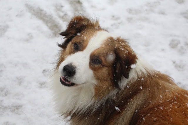 雪の中で遊ぶ犬のアップ写真.