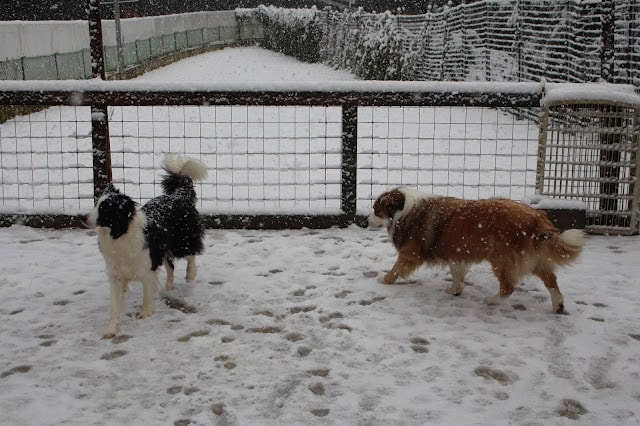 雪の中で遊ぶ2匹の犬の様子を捉えた画像です.