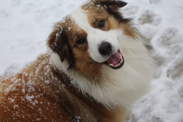 雪の中で遊ぶ犬のアップ写真です。.