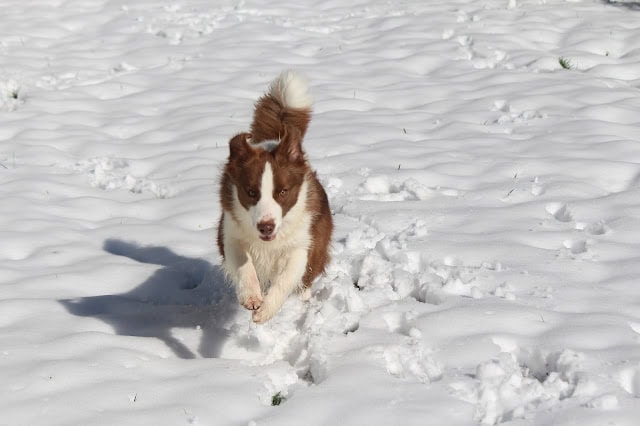 雪の中を走るボーダーコリーの犬の写真です。.