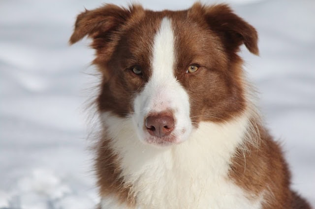雪の中でじっと見つめる犬のアップ写真.