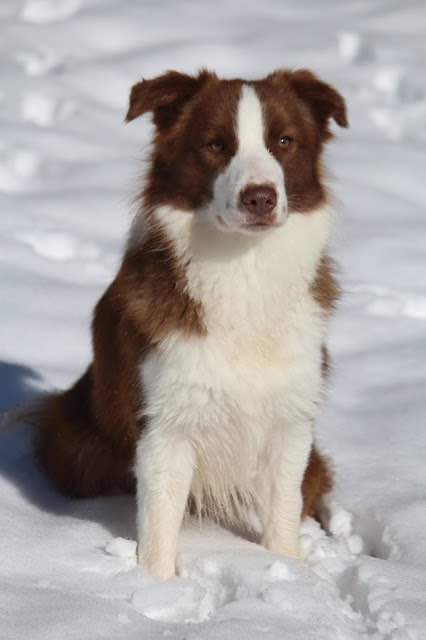 雪の中の柴犬の子犬のアップ写真.